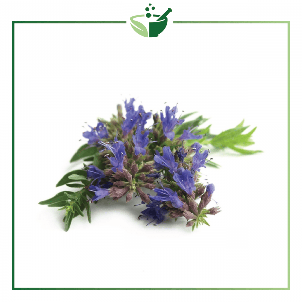 Hyssop Essential Oil-01